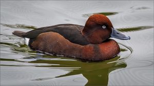 Dapper Duck - Photo by Karin Lessard