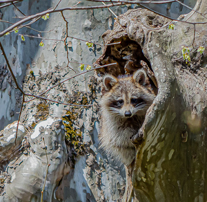 Dashing Fellow - Photo by Marylou Lavoie