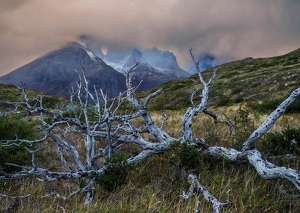 Dead tree morning - Photo by Amy Keith