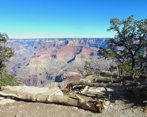 Dead trees on Grand Canyon Rim - Photo by Mireille Neumann