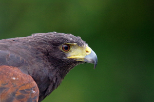 Death's Stare , Red Tailed Hawk - Photo by Richard Busch