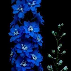 Delphinium - Photo by Mark Tegtmeier