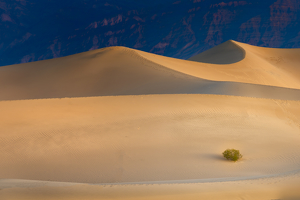 Desert Sage - Photo by Danielle D'Ermo