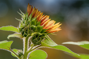 Details of the Sunflower - Photo by Linda Fickinger