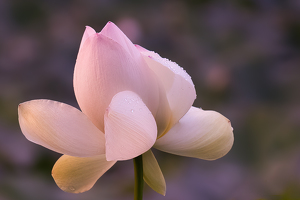 Dewdrops on Pink Lotus by Lorraine Cosgrove