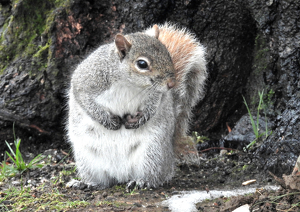 Did Somebody Say Bird Seed? - Photo by Edie Ryba