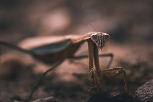 Dinner interrupted - Photo by Chris Wilcox