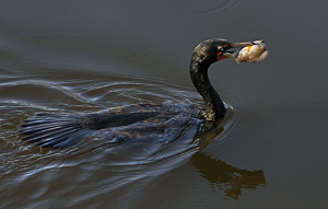 Dinner is Served - Photo by Ron Thomas