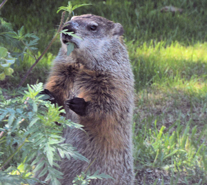 Dinner Time - Photo by Charles Hall