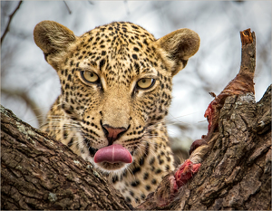 Dinner was delicious! by Susan Case