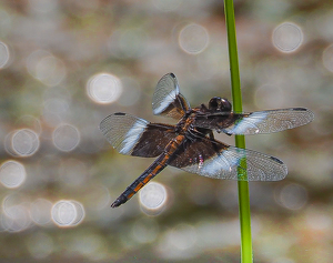 Disco Skimmer - Photo by Marylou Lavoie