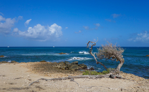 Divi Divi Tree - Photo by Marylou Lavoie