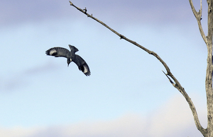 Diving Kingfisher - Photo by Nancy Schumann