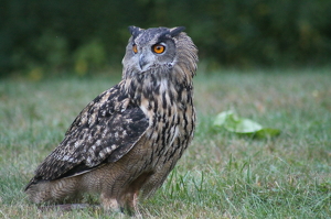 Do Not Mess With Me - Photo by James Haney