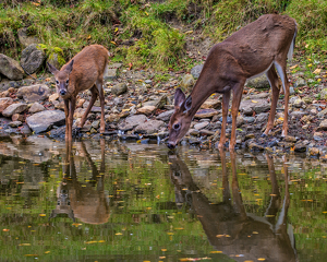 Salon 1st: Doe and Fawn at Water's Edge by Susan Poirier