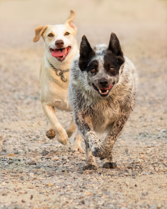 Dog Days - Photo by Grace Yoder