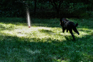 Doggie Dew - Photo by Arthur McMannus