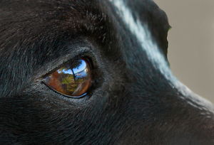 Dog's Eye View of Bantam Lake - Photo by Linda Miller-Gargano