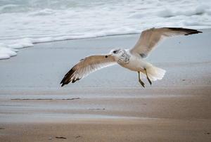 Down Landing Gear - Photo by Bill Payne