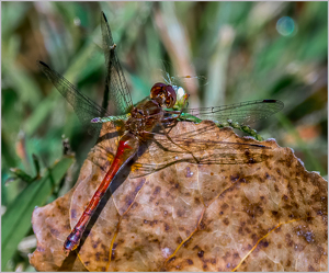 Dragon fly on leaf with flower bud - Photo by Frank Zaremba MNEC