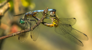 Dragonfly Connection - Photo by Libby Lord