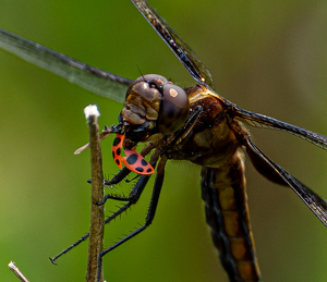 Dragonfly Lunching - Photo by Marylou Lavoie