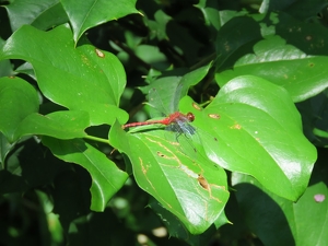 Dragonfly - Photo by Harold Grimes