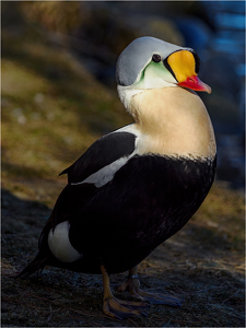 Dramatic King Eider - Photo by Karin Lessard