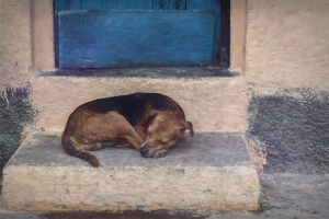 Dreaming of a Forever Home - Photo by Lorraine Cosgrove