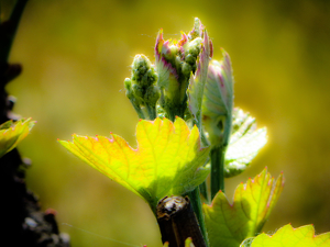 Dreams of Wine To Be - Photo by Chip Neumann