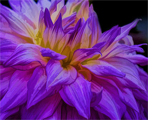 Dreamy Dahlia - Photo by Alene Galin