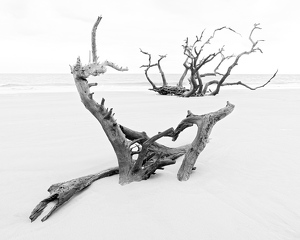 Driftwood Beach in High Key - Photo by John McGarry