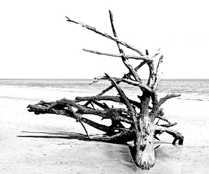 Driftwood on a Beach - Photo by Louis Arthur Norton