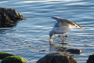 Drink up! - Photo by Marylou Lavoie