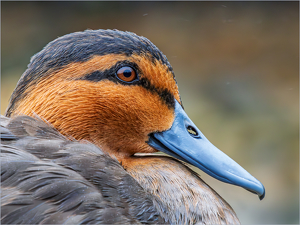 Class A 2nd: Drizzle Duck by Karin Lessard