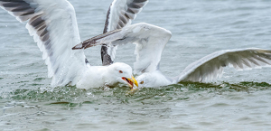 Drowning the Opponent - Photo by Libby Lord