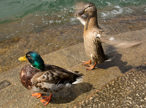 Duck!!!  - Photo by René Durbois