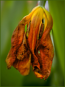 Dying Tulip - Photo by Frank Zaremba MNEC