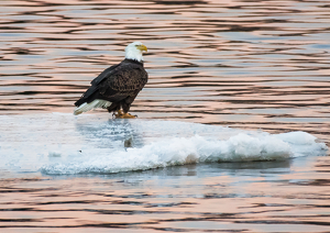 Eagle on an Iceberg at Sunset - Photo by Libby Lord