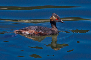 Eared Grebe in breeding plumage - Photo by Ben Skaught