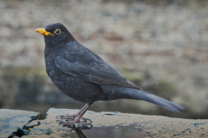 Early Bird - Photo by Ben Skaught