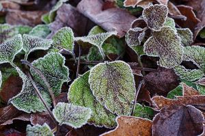 Class A HM: early morning frost by John Parisi