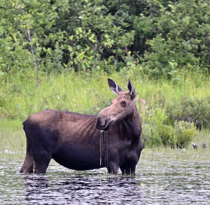 Early Morning Snack - Photo by Edie Ryba