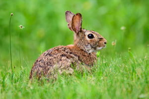 Easter around the corner - Photo by Aadarsh Gopalakrishna