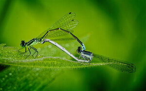 Eastern Forktail Damselflies - Photo by John McGarry