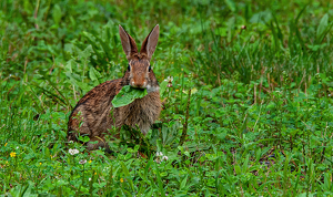 Eat Your Greens - Photo by Linda Fickinger