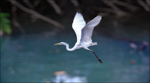 Egret in flight Ã¢â¬â Costa Rica - Photo by David Robbins