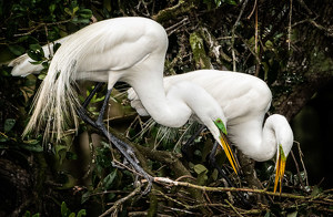 Egret Pair Building Their Nest - Photo by John McGarry