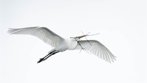 Salon 2nd: Egret with Nesting Material by John McGarry