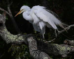 Class A 2nd: Egret by Bill Latournes